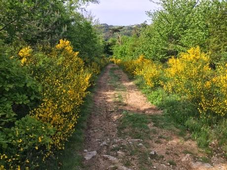 Promenade dans les genêts du Forez