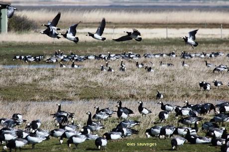 Pays Etranger - Le Danemark