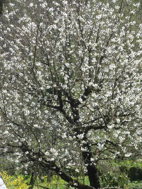 Divers - Le jardin en blanc et en bleu
