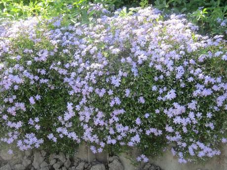 Divers - Le jardin en blanc et en bleu