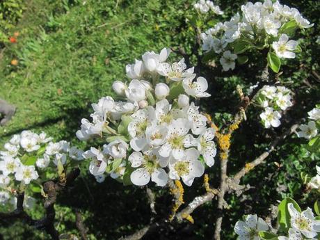 Divers - Le jardin en blanc et en bleu