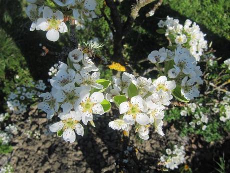 Divers - Le jardin en blanc et en bleu