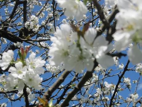 Divers - Le jardin en blanc et en bleu