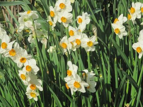 Divers - Le jardin en blanc et en bleu