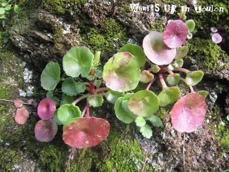 Découvrir Le Rayol et Les plantes Sauvages Comestibles