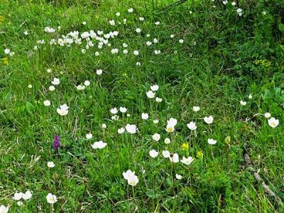 Anemone sylvestris (Anémone sauvage)