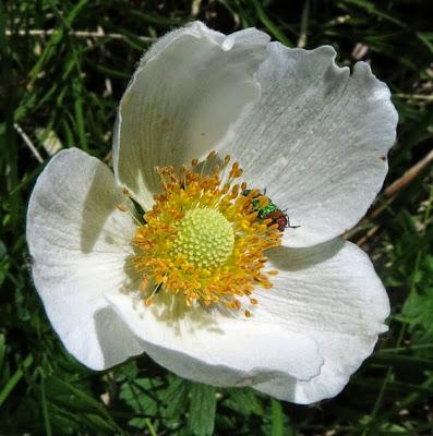 Anemone sylvestris (Anémone sauvage)