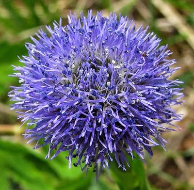 Globularia bisnagarica (Globulaire)