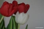 tulipes 010