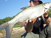 Premier aspe saison coup soir