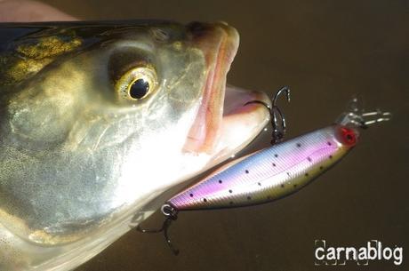 Premier aspe de la saison au coup du soir