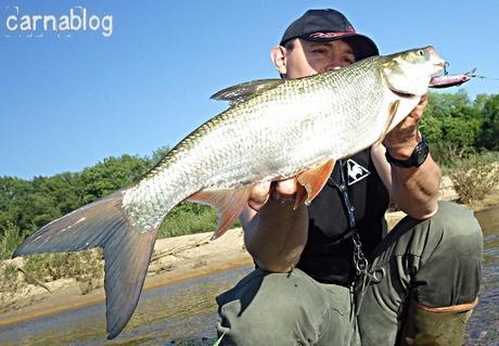 Premier aspe de la saison au coup du soir