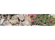 Quand vaut chandelle