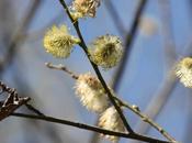 Salix caprea, fructification