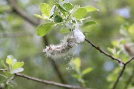 Salix caprea, la fructification