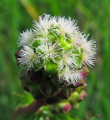 Variations sur une belle Petite pimprenelle en stigmates blancs