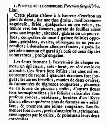 Variations sur une belle Petite pimprenelle en stigmates blancs