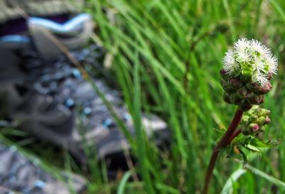 Variations sur une belle Petite pimprenelle en stigmates blancs