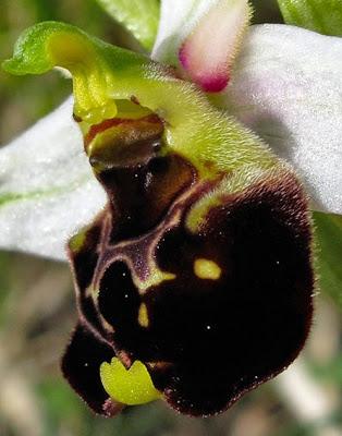 Bouquet d'Ophrys fuciflora
