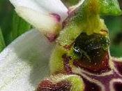 Bouquet d'Ophrys fuciflora
