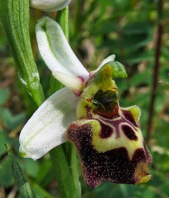 Bouquet d'Ophrys fuciflora