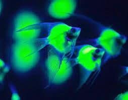 Taiwan toujours leader pour la création de poissons fluorescents