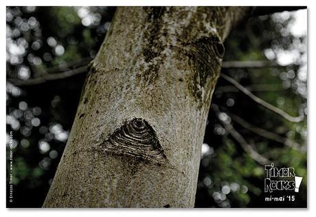 #15-05 Photo © Ernesto Timor