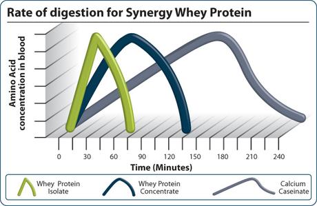 Revue de recherche : Protéine rapide vs Protéine lente pour la synthèse des protéines