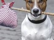 Internet vient secours chiens perdus leurs maîtres