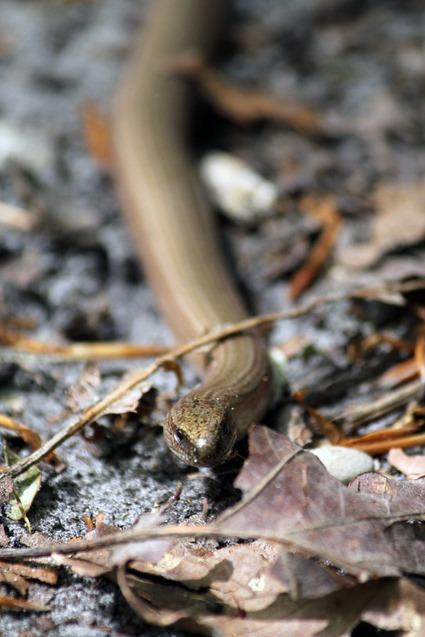 Orvet Anguis fragilis