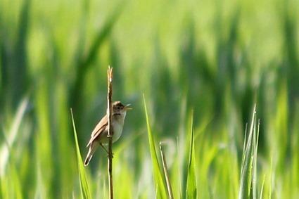 Rousserolle effarvatte (Acrocephalus scirpaceus)