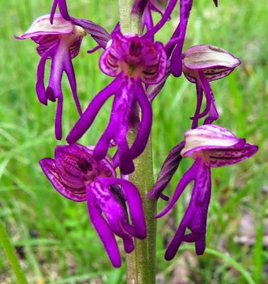 Un bel hybride, Orchis x spuria