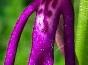 hybride, Orchis spuria