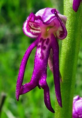Un bel hybride, Orchis x spuria