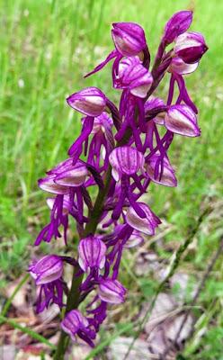 Un bel hybride, Orchis x spuria