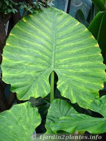 L'alocasia est une plante semi-tropicale à très larges feuilles