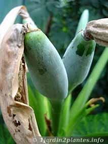 L'alocasia est une plante semi-tropicale à très larges feuilles