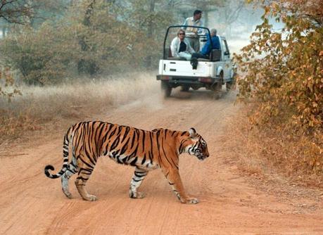 Le parc national Jim Corbett