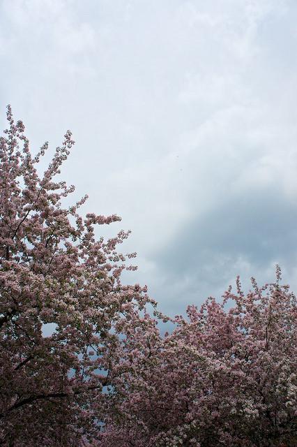 Petit coin du ciel du Vieux-Longueuil anteketborka.blogspot.com, pommiers 8