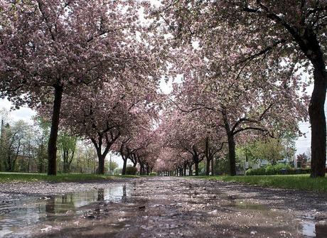 Petit coin du ciel du Vieux-Longueuil anteketborka.blogspot.com, pommiers 6