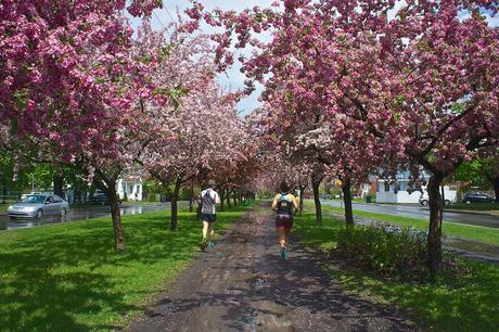 Petit coin du ciel du Vieux-Longueuil anteketborka.blogspot.com, pommiers