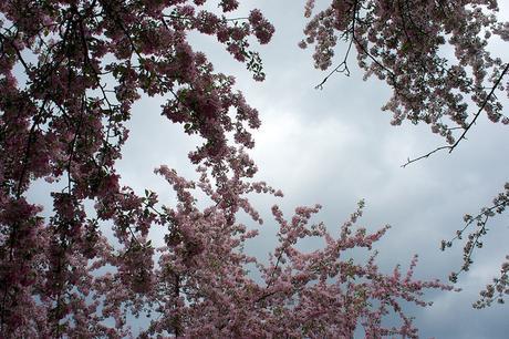Petit coin du ciel du Vieux-Longueuil anteketborka.blogspot.com, pommiers 12