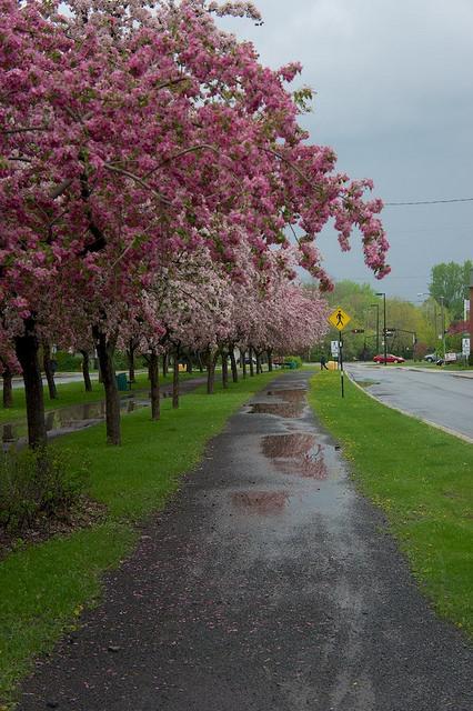 Petit coin du ciel du Vieux-Longueuil anteketborka.blogspot.com, pommiers 9