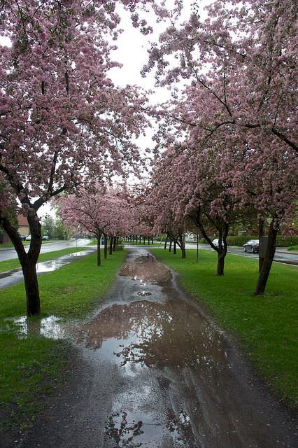 Petit coin du ciel du Vieux-Longueuil anteketborka.blogspot.com, pommiers 11