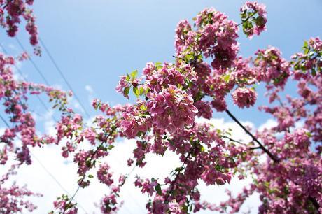 Petit coin du ciel du Vieux-Longueuil anteketborka.blogspot.com, pommiers 2
