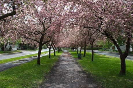 Petit coin du ciel du Vieux-Longueuil anteketborka.blogspot.com, pommiers 15