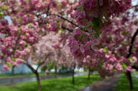Petit coin du ciel du Vieux-Longueuil anteketborka.blogspot.com, pommiers 4