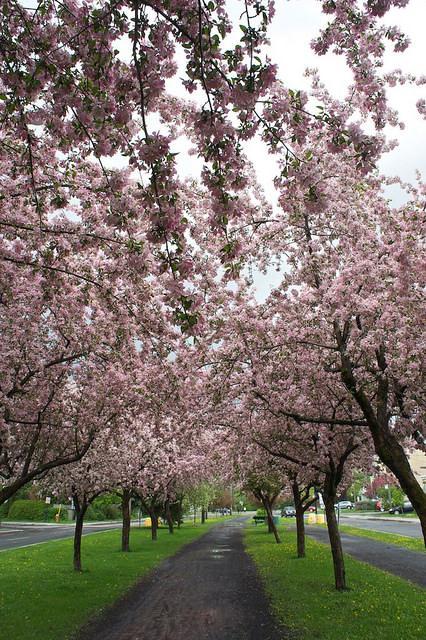 Petit coin du ciel du Vieux-Longueuil anteketborka.blogspot.com, pommiers 14