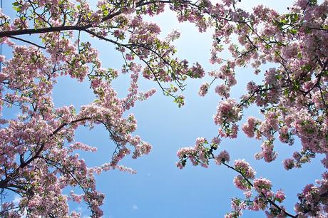 Petit coin du ciel du Vieux-Longueuil anteketborka.blogspot.com, pommiers 3