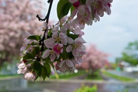 Petit coin du ciel du Vieux-Longueuil anteketborka.blogspot.com, pommiers 5